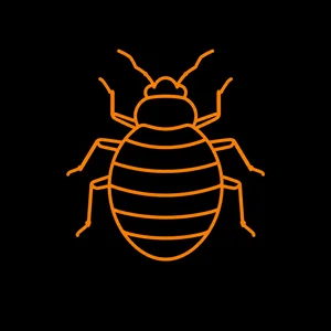 Bed Bugs