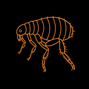 Fleas & Ticks